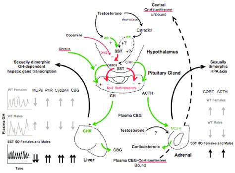 Growth hormone regulation | Download Scientific Diagram