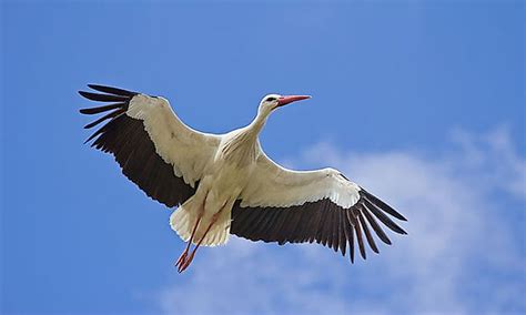 Highest Flying Birds - WorldAtlas