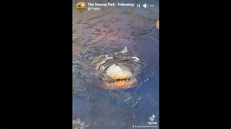 Frozen alligators found in North Carolina as temperatures hit 17 degrees, photos show