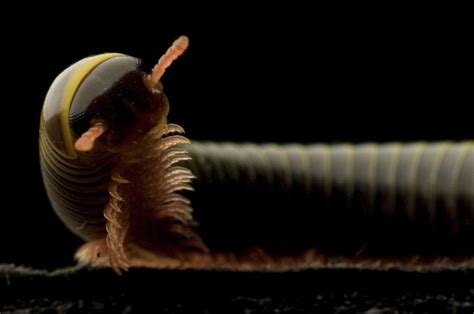 Florida Ivory Millipede Photograph by Aaron Ansarov - Fine Art America