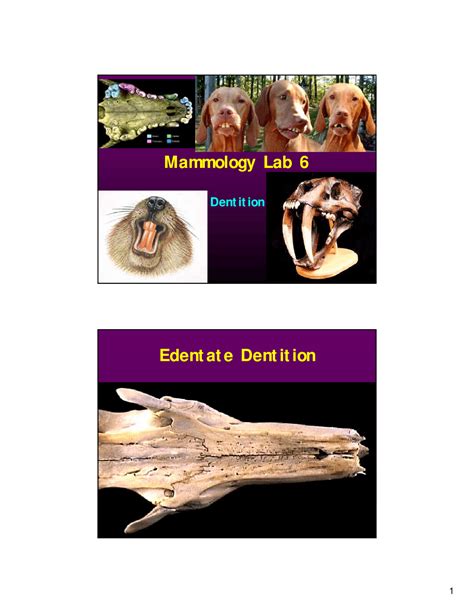 Lecture Slides on Definition - Mammalogy - Lab #6 | ECOL 485 - Docsity