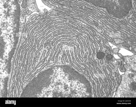 Rough endoplasmic reticulum, TEM Stock Photo - Alamy