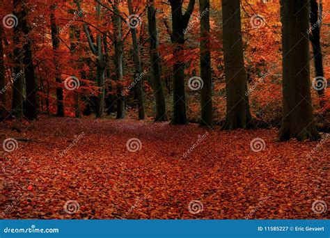 Autumn Colors in the Forest Stock Image - Image of autumn, nature: 11585227