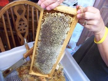 Honey Extraction