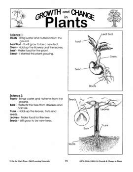 Diagram of a Tree Lesson Plan Grades 2-3 by On The Mark Press | TPT