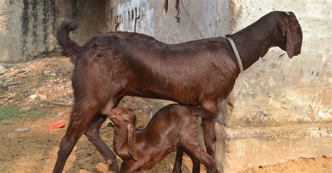 Sirohi Goats: Breeding Purpose