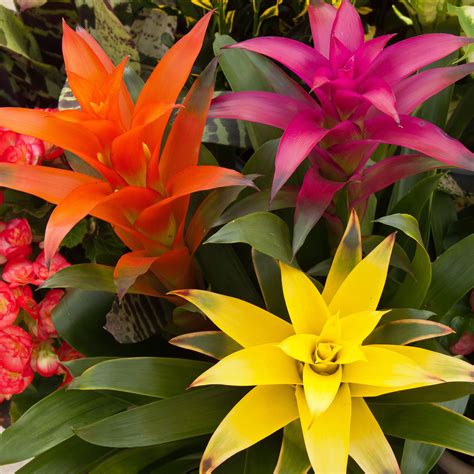 The 4 Best Bromeliads for Indoors Tropical Flower Plants, Colorful ...