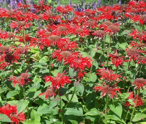 Bee Balm Scarlet Red Shades Monarda Didyma Seeds