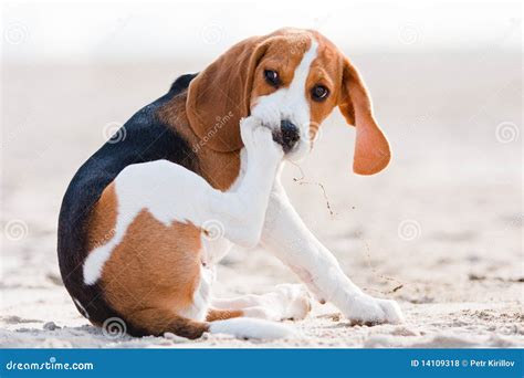 Sad beagle puppy stock photo. Image of paws, portrait - 14109318