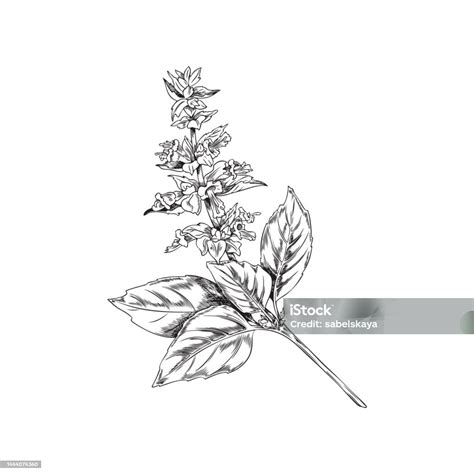 Hand Drawn Monochrome Basil Plant With Flowers Sketch Style Stock Illustration - Download Image ...