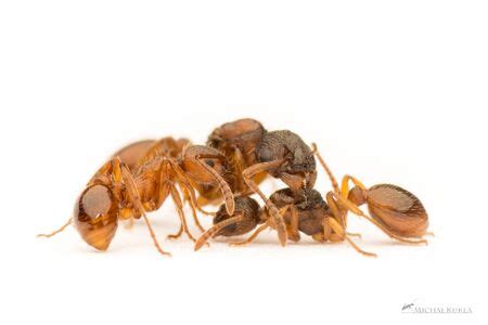 Myrmica rubra - AntWiki