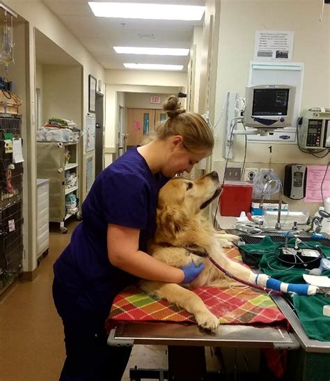 A Guide to Veterinary Emergency and Critical Care | Oakland Veterinary Referral Services