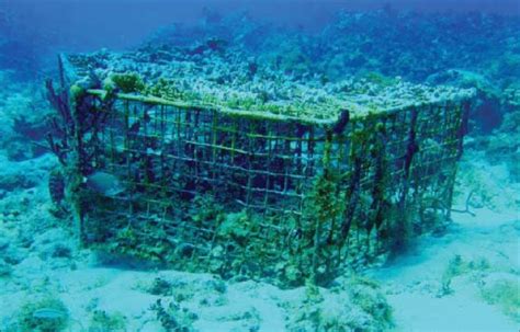 1. Derelict fish trap on seafloor. Photo: NOAA/NCCOS/CCMA Biogeography ...