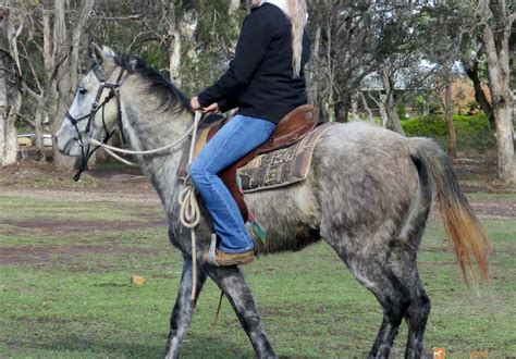 Australian Stock Horse Gelding for 2750.00$. Horses for sale at NSW, Yallah. Grey Australian ...