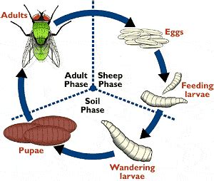 Farm Health Online – Animal Health and Welfare Knowledge Hub – Sheep Blowfly Strike