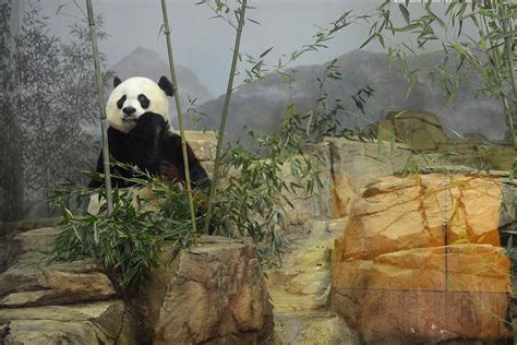 Photos and Videos of the National Zoo's Panda Cub Making a Visit to the Vet | Smithsonian