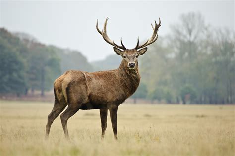 Red Deer - 3 Day Hunt - Antlered Acres: Okeechobee Hunting