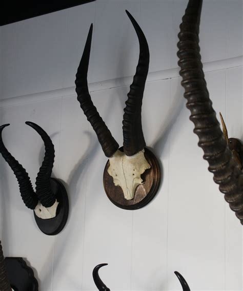 Blesbok Horns – High Street Market