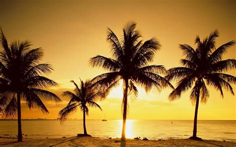 beach, Palm trees, Sunset Wallpapers HD / Desktop and Mobile Backgrounds