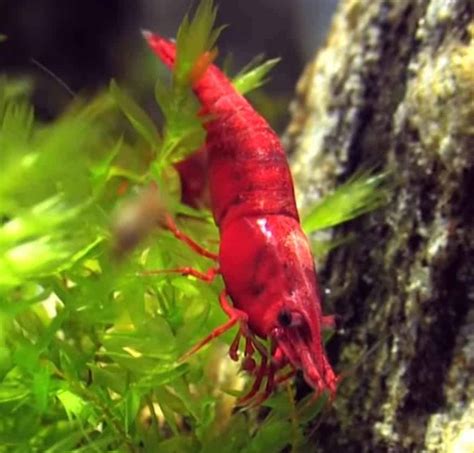 Red Cherry Shrimp – Detailed Guide: Care, Diet and Breeding - Shrimp ...