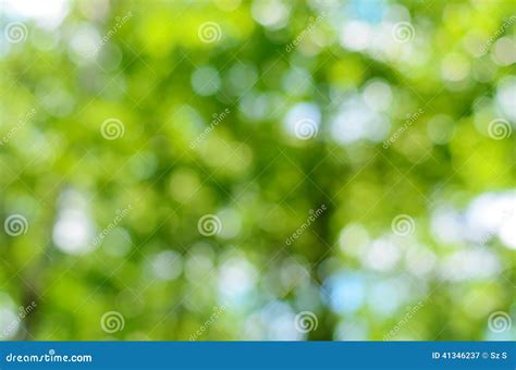 Blurred forest background stock image. Image of colorful - 41346237