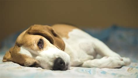 Anemia In Dogs: Causes, Symptoms, & Treatment - DogTime