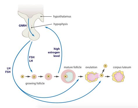 Ovulation Induction – MPIVF