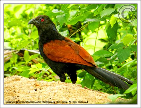 Chamith Chandrasekara - Photography: Greater Coucal (Centropus sinensis)