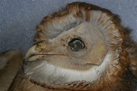 General Owl Morphology - Zoological Museum Netherlands