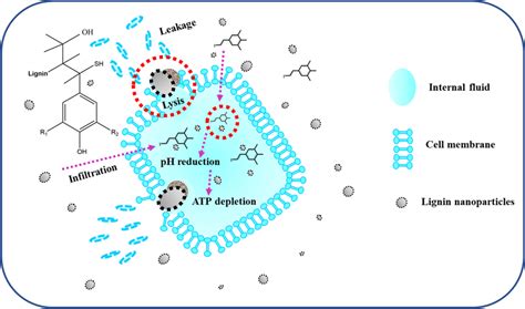 Mechanism of antimicrobial activity of lignin nanoparticles as an ...