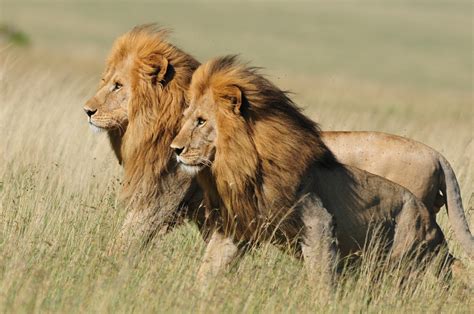 Tanzania Lions | The Brothers