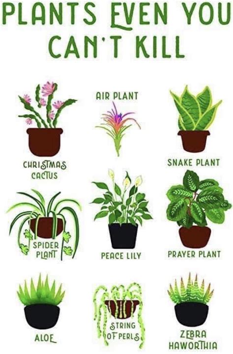 Plants even you can’t kill : r/houseplants