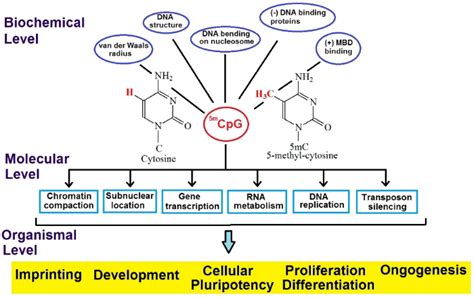 Methylation Sequencing | Yourgene Health (Singapore) Pte Ltd