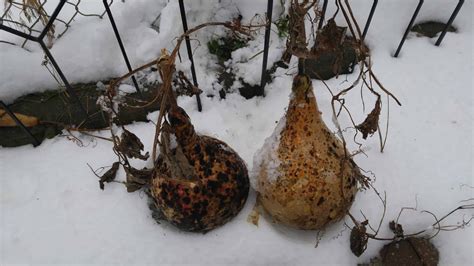 Complete Guide To Making A Gourd Birdhouse – Seed to Birdhouse – Gourds for Birds