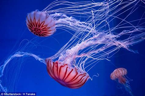 The meaning and symbolism of the word - «Jellyfish»