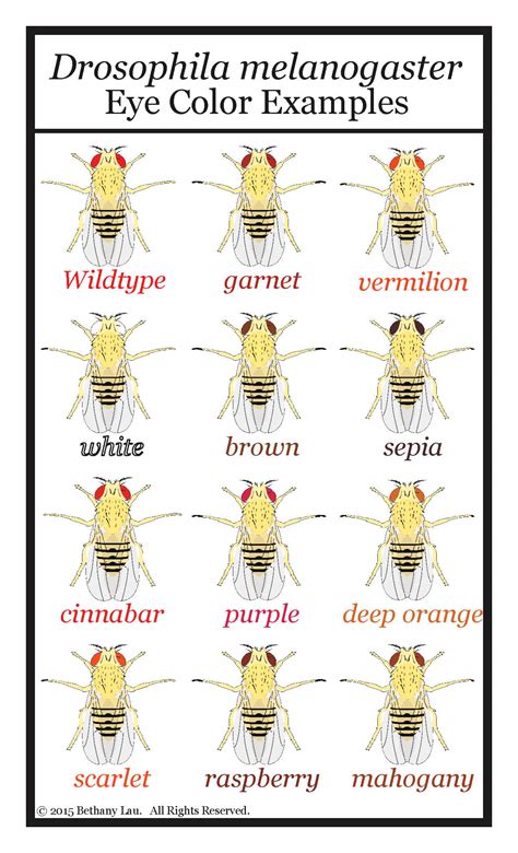 fruit fly eye color poster - Science and Math with Mrs. Lau