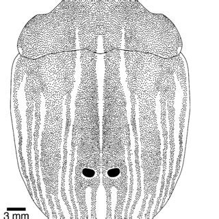 ( a ^ c ) Histological sections through platypus bill skin at 6 months... | Download Scientific ...