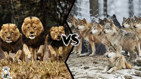 LION PRIDE VS WOLF PACK - What If They Would Fight? - YouTube