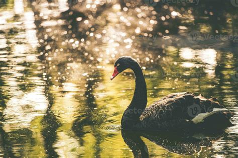 Black Swan Lake 26279051 Stock Photo at Vecteezy