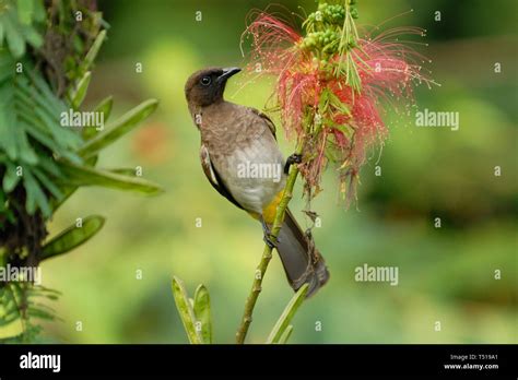 Bwindi birds hi-res stock photography and images - Alamy