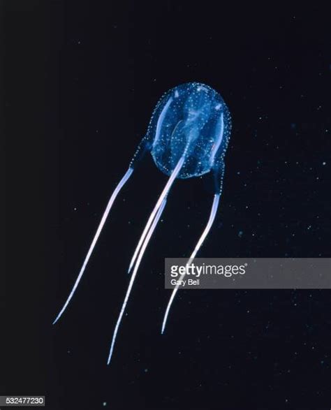 65 Bell Jellyfish Stock Photos, High-Res Pictures, and Images - Getty ...