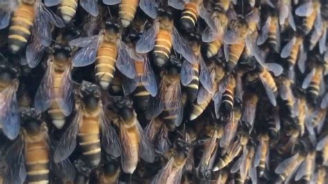 Honey Bees' Oddly Hypnotizing 'Shimmering' Is Actually a Clever Defense