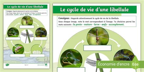 Activité sur le cycle de vie des insectes | Ressource Twinkl