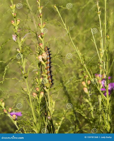 Common Buckeye Butterfly Caterpillar, Junonia Coenia Stock Photo ...