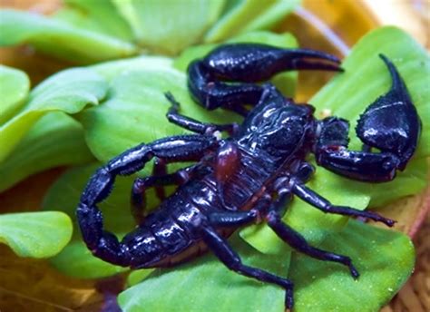 Asian forest scorpion Images, Size, Venom, Lifecycle, Lifespan, Identification - BigBear Pest ...