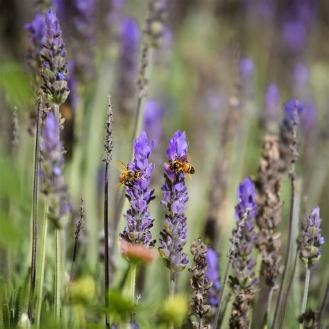 Free Images : honeybee, flower, flowering plant, english lavender, french lavender, lavandula ...