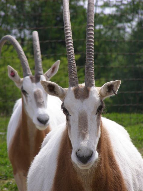 Scimitar-horned Oryx | Rare animals, Animals beautiful, African antelope