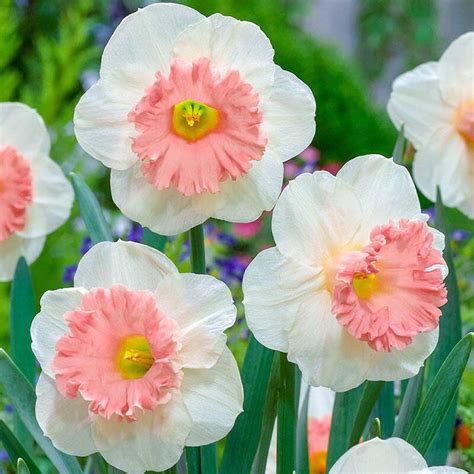 8 Pretty Pink Daffodil Varieties to Plant Now - Birds and Blooms