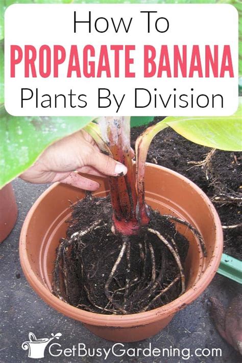 How To Propagate Banana Plants - Get Busy Gardening