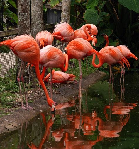 Flamingo Gardens Botanical Gardens Everglades Wildlife Sanctuary | Flamingo garden, Wildlife ...